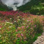 उत्तराखंड की फ्लॉवर वैली में कब खिलते हैं फूल, यहां इस समय जाना है बेस्ट, ऐसे…