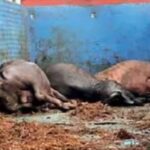 पाली से उत्तर प्रदेश जा रहे मवेशी तस्कर सहित 4 गिरफ्तार, 17…- भारत संपर्क
