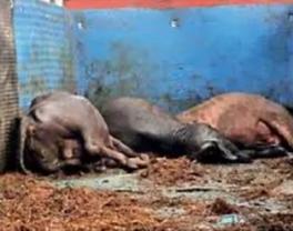 पाली से उत्तर प्रदेश जा रहे मवेशी तस्कर सहित 4 गिरफ्तार, 17…- भारत संपर्क