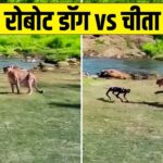 Viral Video: जंगल में मस्ती कर रहा था चीता, तभी आ गया रोबोट डॉग, फिर हुआ कुछ ऐसा
