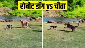 Viral Video: जंगल में मस्ती कर रहा था चीता, तभी आ गया रोबोट डॉग, फिर हुआ कुछ ऐसा