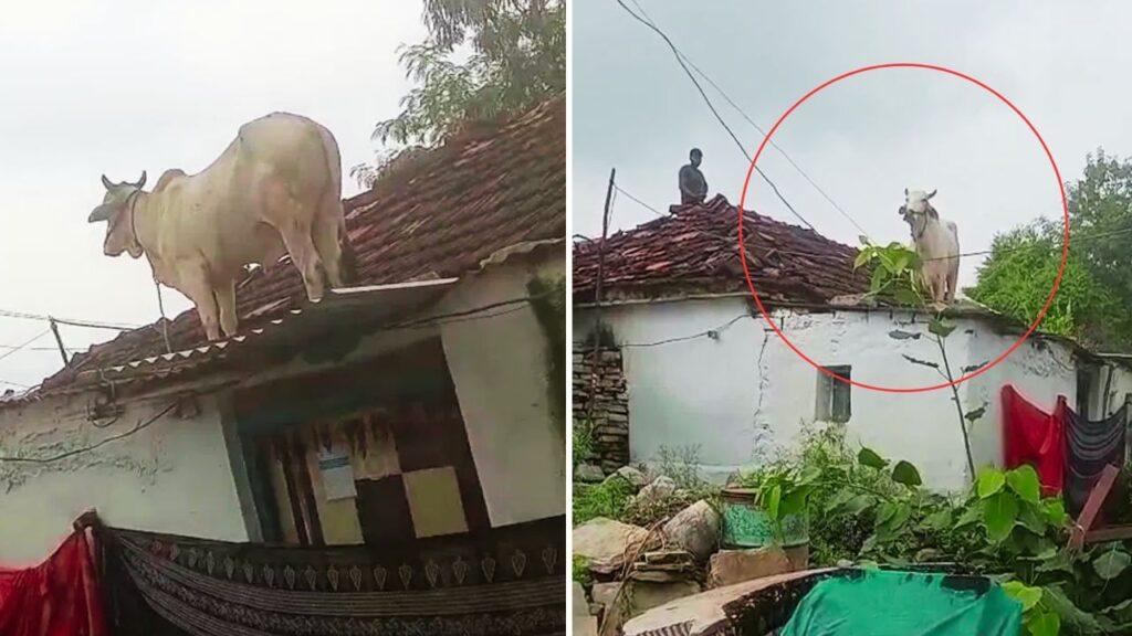Viral: आवारा कुत्तों से डरकर गाय ने लगा दी इतनी ऊंची छलांग! Video देख पब्लिक हैरान