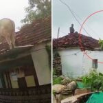 Viral: आवारा कुत्तों से डरकर गाय ने लगा दी इतनी ऊंची छलांग! Video देख पब्लिक हैरान