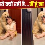 Viral Video: मम्मी की डांट सुनकर रोई बच्ची, तो पालतू डॉगी ने यूं लगा लिया गले!