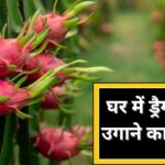 Ghar Ki Kheti: महंगे ड्रैगन फ्रूट गमले में उगाएं, ये रही स्टेप बाय स्टेप जानकारी