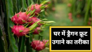 Ghar Ki Kheti: महंगे ड्रैगन फ्रूट गमले में उगाएं, ये रही स्टेप बाय स्टेप जानकारी