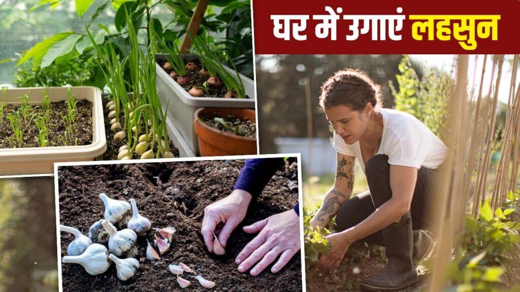 Grow Garlic At Home: महंगे लहसुन को घर में उगाना है आसान, जान लें पौधा लगाने का…