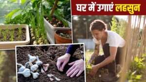 Grow Garlic At Home: महंगे लहसुन को घर में उगाना है आसान, जान लें पौधा लगाने का…