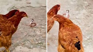 Viral: कोबरा को जिंदा खा गई मुर्गी, वीडियो देख आंखों पर नहीं होगा यकीन