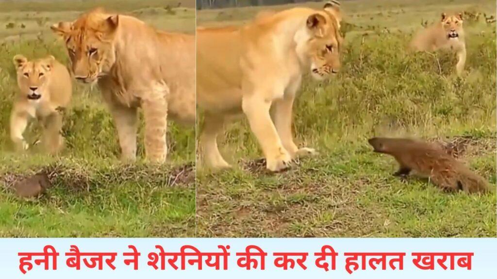 शेरनियों से भिड़ गया नन्हा हनी बैजर, फिर देखिए क्या हुआ…VIDEO वायरल