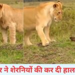 शेरनियों से भिड़ गया नन्हा हनी बैजर, फिर देखिए क्या हुआ…VIDEO वायरल