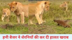 शेरनियों से भिड़ गया नन्हा हनी बैजर, फिर देखिए क्या हुआ…VIDEO वायरल