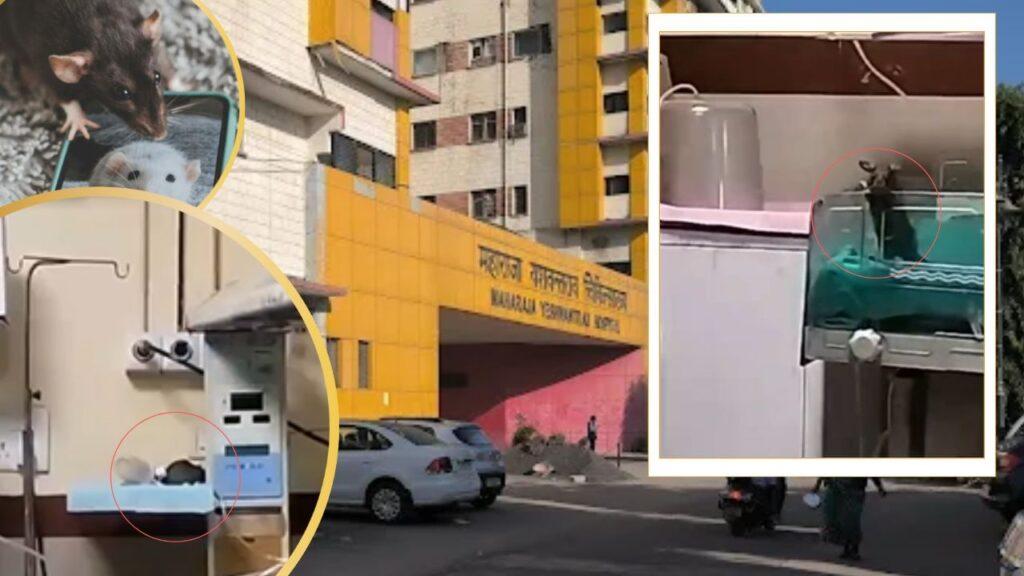 Indore: अब तक 12000 चूहे मारे, फिर भी खत्म नहीं हुआ आतंक… इस अस्पताल में … – भारत संपर्क Indore: अब तक 12000 चूहे मारे, फिर भी खत्म नहीं हुआ आतंक… इस अस्पताल में … – भारत संपर्क