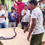 सांप ने घर में डाला डेरा, 40 दिन में 12 बार किशोरी को काटा… आखिरकार करना … – भारत संपर्क