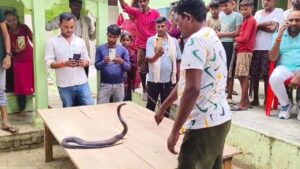 सांप ने घर में डाला डेरा, 40 दिन में 12 बार किशोरी को काटा… आखिरकार करना … – भारत संपर्क