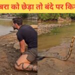 किंग कोबरा के साथ खिलवाड़, फिर देखिए सांप ने क्या किया; दिल दहला देगा VIDEO