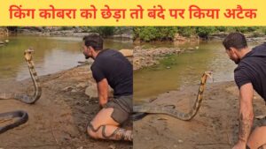 किंग कोबरा के साथ खिलवाड़, फिर देखिए सांप ने क्या किया; दिल दहला देगा VIDEO