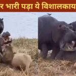 VIDEO: हिप्पो कराहता रहा, शेर नोचते रहे, फिर जो हुआ…देखकर नहीं होगा यकीन