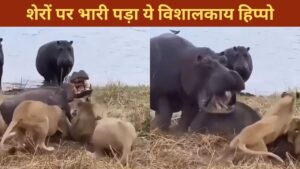 VIDEO: हिप्पो कराहता रहा, शेर नोचते रहे, फिर जो हुआ…देखकर नहीं होगा यकीन