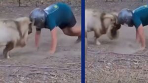 Viral Video: बकरे से भिड़ गया शख्स, अंत में हुआ कुछ ऐसा देखकर नहीं रोक पाएंगे हंसी