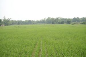 छत्तीसगढ़ रजत महोत्सव : 25 वर्षों की गौरवशाली कृषि यात्रा’ – भारत संपर्क न्यूज़ … छत्तीसगढ़ रजत महोत्सव : 25 वर्षों की गौरवशाली कृषि यात्रा’ – भारत संपर्क न्यूज़ …