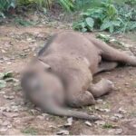 तालाब में डूबने से 7 माह के हाथी शावक की मौत, वन विभाग में हड़कंप, मृत शावक को… – भारत संपर्क न्यूज़ …