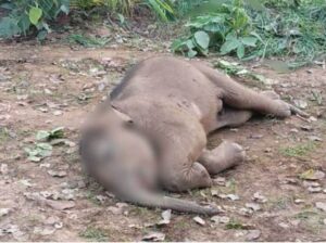 तालाब में डूबने से 7 माह के हाथी शावक की मौत, वन विभाग में हड़कंप, मृत शावक को… – भारत संपर्क न्यूज़ … तालाब में डूबने से 7 माह के हाथी शावक की मौत, वन विभाग में हड़कंप, मृत शावक को… – भारत संपर्क न्यूज़ …