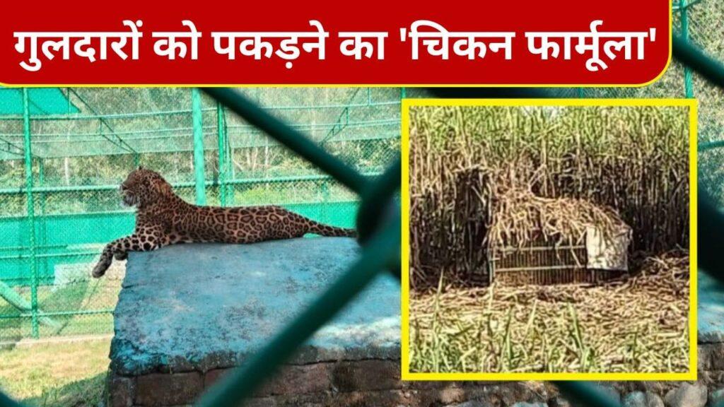 मुर्गे ने बोला कूकड़ूकू, लालच में गुलदार भागा चला आया… पिंजरे में हो गया … – भारत संपर्क मुर्गे ने बोला कूकड़ूकू, लालच में गुलदार भागा चला आया… पिंजरे में हो गया … – भारत संपर्क