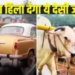 Viral: पीछे से कार, आगे से बैलगाड़ी; देसी जुगाड़ देख चकराया लोगों का दिमाग; देखें…
