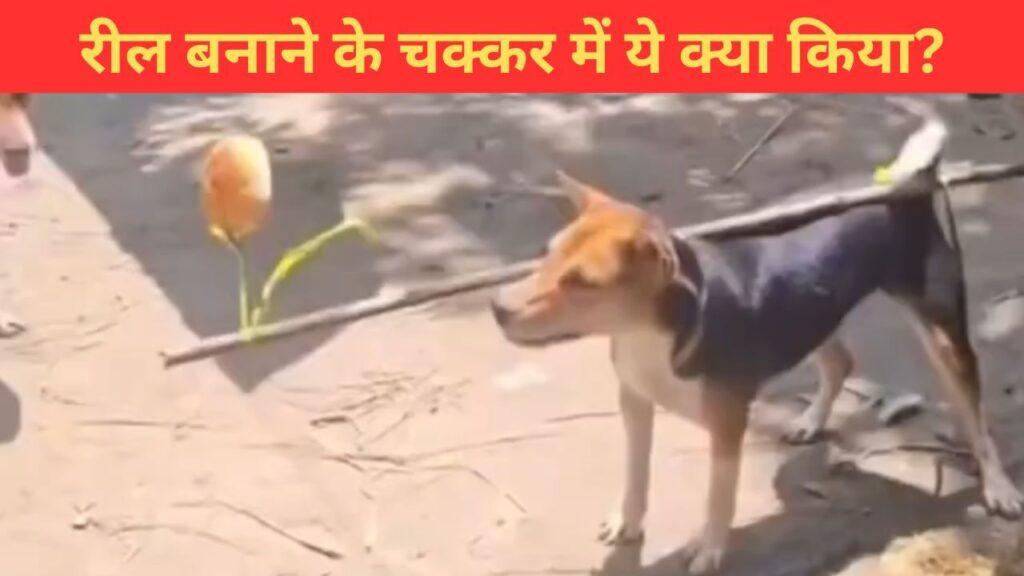 Viral Video: कुत्ते के साथ कर दी ऐसी हरकत, वीडियो देखते ही भड़क गए लोग, बोले- ये तो… Viral Video: कुत्ते के साथ कर दी ऐसी हरकत, वीडियो देखते ही भड़क गए लोग, बोले- ये तो…