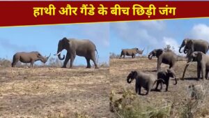 VIDEO: विशालकाय हाथी से भिड़ा गैंडा, फिर जो हुआ…हिम्मत देख आप भी कहेंगे ‘वाह’
