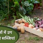 Ghar Ki Kheti: तेजी से ग्रो होने वाले वेजिटेबल प्लांट, कुछ हफ्तों में हार्वेस्ट…
