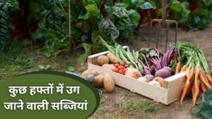 Ghar Ki Kheti: तेजी से ग्रो होने वाले वेजिटेबल प्लांट, कुछ हफ्तों में हार्वेस्ट…
