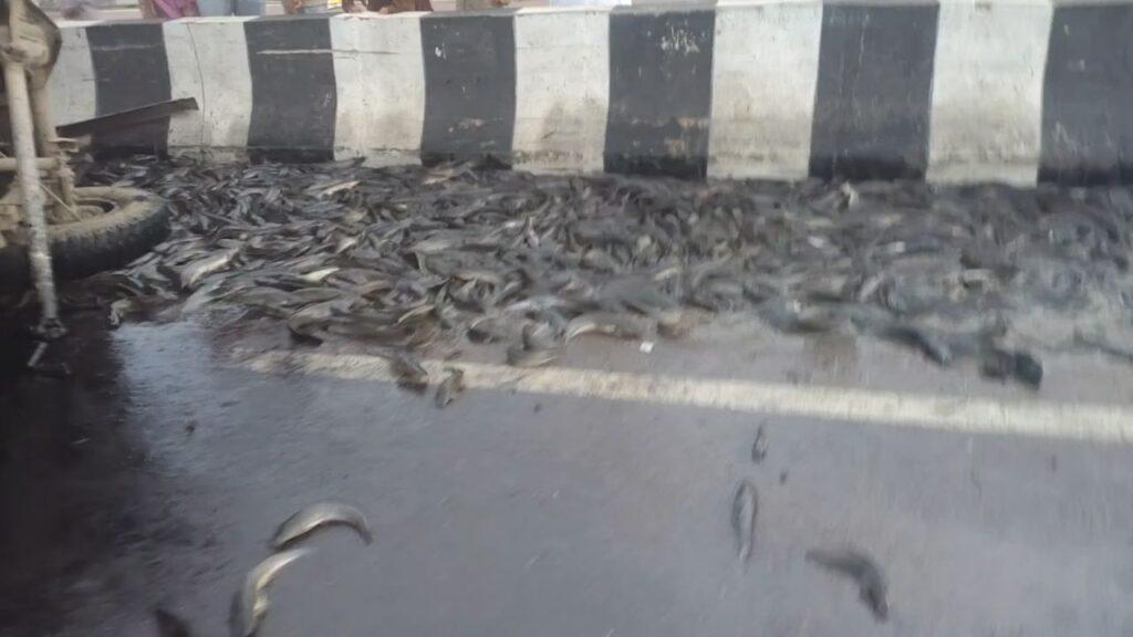 हाईवे पर मछलियों की लूट, कानपुर में मछली लदी पिकअप पलटी, गांव वाले बाल्टी म… – भारत संपर्क हाईवे पर मछलियों की लूट, कानपुर में मछली लदी पिकअप पलटी, गांव वाले बाल्टी म… – भारत संपर्क