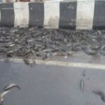 हाईवे पर मछलियों की लूट, कानपुर में मछली लदी पिकअप पलटी, गांव वाले बाल्टी म… – भारत संपर्क