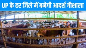 यूपी के हर जिले में गायों के लिए ‘घर’ बनाएगी सरकार, आदर्श गौशाला से बढ़ेंगे… – भारत संपर्क