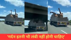 VIDEO: ओवरब्रिज से टकराई जिराफ की गर्दन, फिर जो हुआ…देख लोगों को नहीं हुआ यकीन VIDEO: ओवरब्रिज से टकराई जिराफ की गर्दन, फिर जो हुआ…देख लोगों को नहीं हुआ यकीन