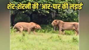Video: शेर और शेरनी की ‘आर-पार की लड़ाई’ कैमरे में कैद, रोंगटे खड़े कर देगा मंजर!