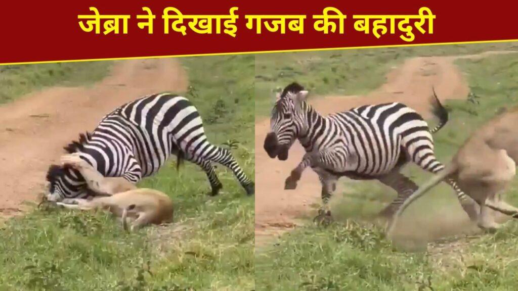 कमजोर पड़ी ‘जंगल की रानी’, जेब्रा ने यूं दिखाया दम और बचा ली जान; VIDEO कर देगा हैरान कमजोर पड़ी ‘जंगल की रानी’, जेब्रा ने यूं दिखाया दम और बचा ली जान; VIDEO कर देगा हैरान