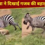 कमजोर पड़ी ‘जंगल की रानी’, जेब्रा ने यूं दिखाया दम और बचा ली जान; VIDEO कर देगा हैरान