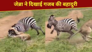 कमजोर पड़ी ‘जंगल की रानी’, जेब्रा ने यूं दिखाया दम और बचा ली जान; VIDEO कर देगा हैरान कमजोर पड़ी ‘जंगल की रानी’, जेब्रा ने यूं दिखाया दम और बचा ली जान; VIDEO कर देगा हैरान