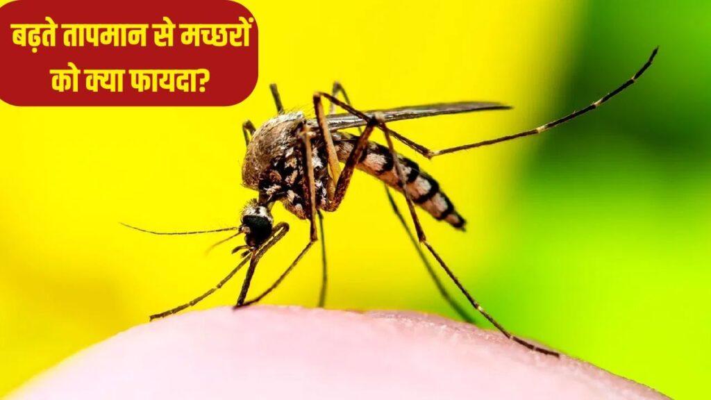 आइसलैंड में पहली बार क्यों देखे गए मच्छर, अब दुनिया में सिर्फ एक जगह बची, जहां ये… – भारत संपर्क आइसलैंड में पहली बार क्यों देखे गए मच्छर, अब दुनिया में सिर्फ एक जगह बची, जहां ये… – भारत संपर्क