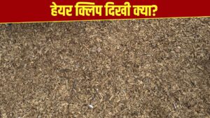 दिमाग का दही कर देगी ये तस्वीर! बताइए क्या आपको इसमें कोई हेयर क्लिप दिखी?