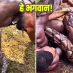 Viral: अजगर ने पलक झपकते ही किया जानलेवा हमला! खौफनाक Video देखकर कांप जाएगी रूह!