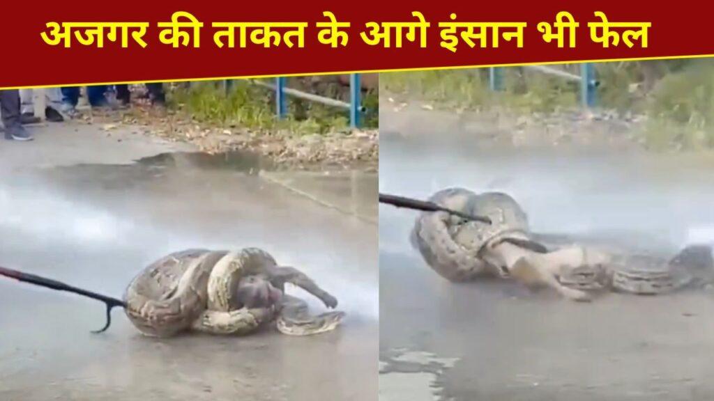अजगर की ताकत…शिकार को ऐसे जकड़ा, लाख कोशिशों के बाद भी नहीं छोड़ा; देखें VIDEO अजगर की ताकत…शिकार को ऐसे जकड़ा, लाख कोशिशों के बाद भी नहीं छोड़ा; देखें VIDEO