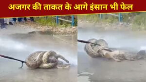 अजगर की ताकत…शिकार को ऐसे जकड़ा, लाख कोशिशों के बाद भी नहीं छोड़ा; देखें VIDEO