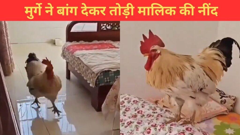 सुबह देर तक सो रहा था मालिक, मुर्गे ने यूं बांग देकर उठाया; मजेदार है ये VIDEO सुबह देर तक सो रहा था मालिक, मुर्गे ने यूं बांग देकर उठाया; मजेदार है ये VIDEO