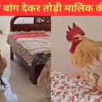 सुबह देर तक सो रहा था मालिक, मुर्गे ने यूं बांग देकर उठाया; मजेदार है ये VIDEO