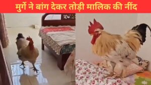 सुबह देर तक सो रहा था मालिक, मुर्गे ने यूं बांग देकर उठाया; मजेदार है ये VIDEO सुबह देर तक सो रहा था मालिक, मुर्गे ने यूं बांग देकर उठाया; मजेदार है ये VIDEO