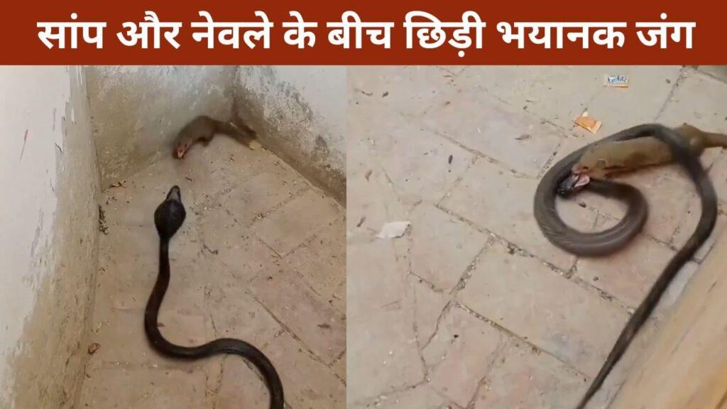 सांप और नेवले की लड़ाई में कौन जीता? वायरल VIDEO देख रह जाएंगे शॉक्ड